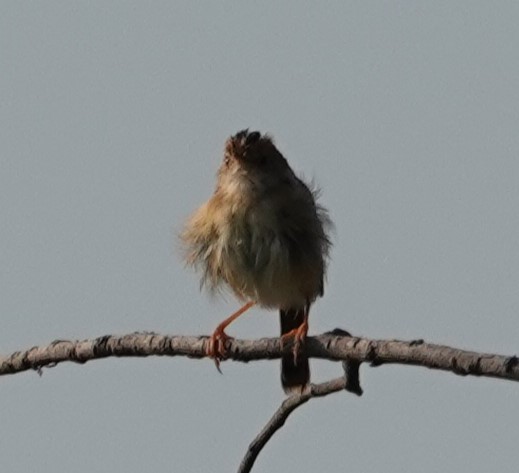 Cisticole à couronne dorée - ML624175609