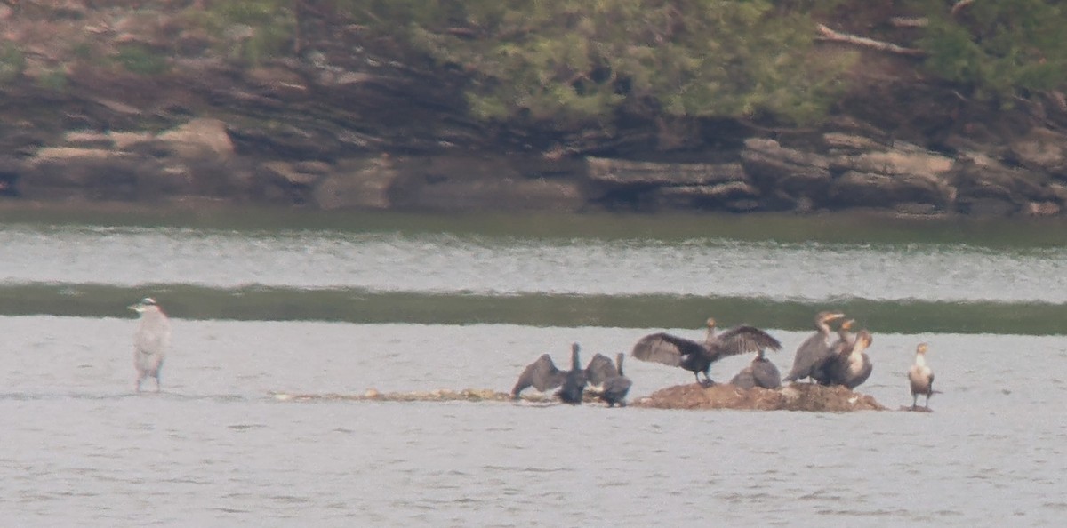 Double-crested Cormorant - ML624175647