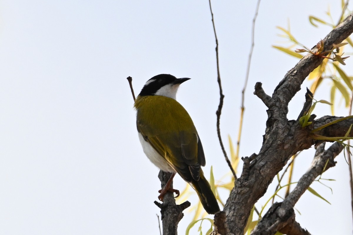 White-throated Honeyeater - ML624175653