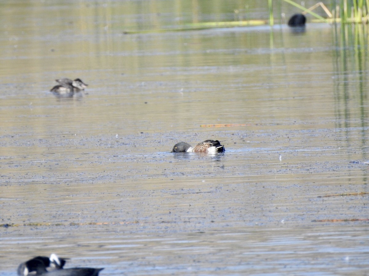 Northern Shoveler - ML624175656