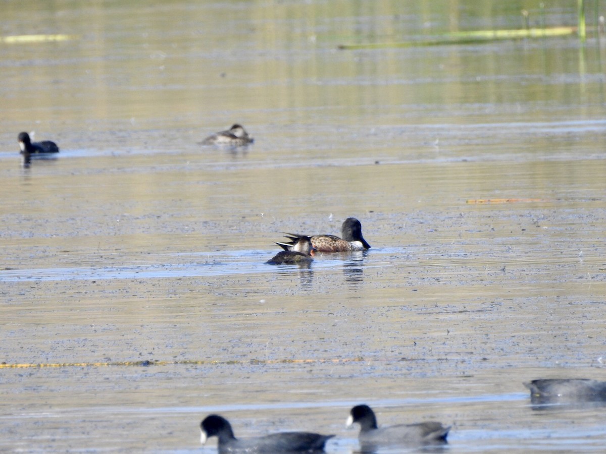 Northern Shoveler - ML624175657