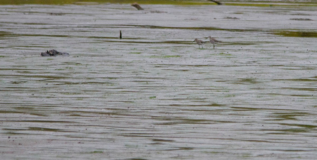 Stilt Sandpiper - ML624175706