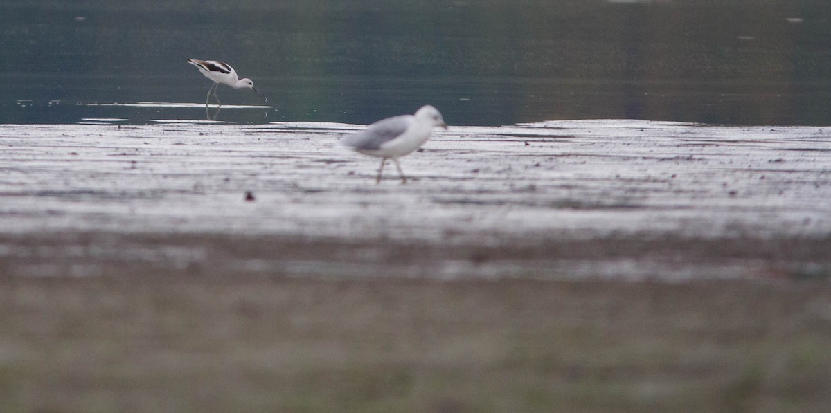 American Avocet - ML624175709