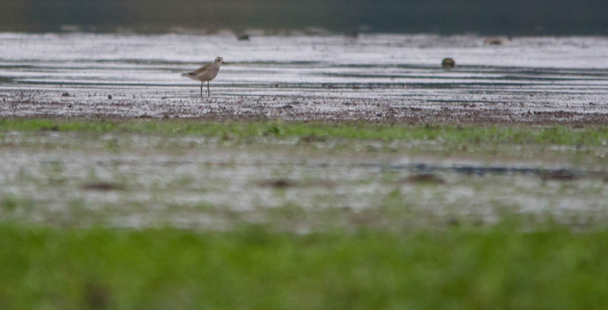 American Golden-Plover - ML624175712