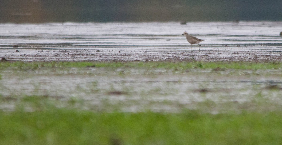 American Golden-Plover - ML624175713