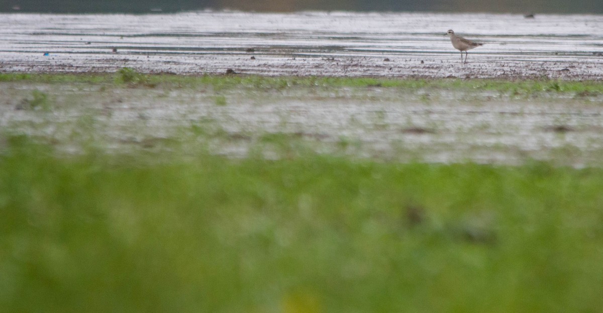 American Golden-Plover - ML624175714