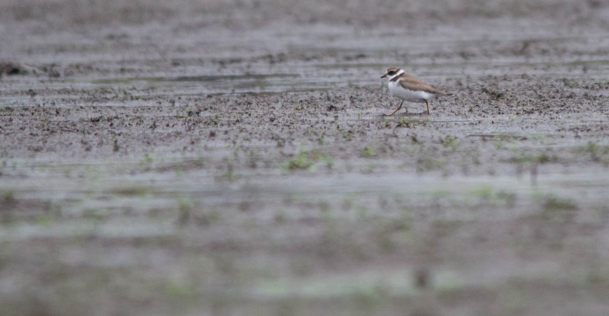 Semipalmated Plover - ML624175715