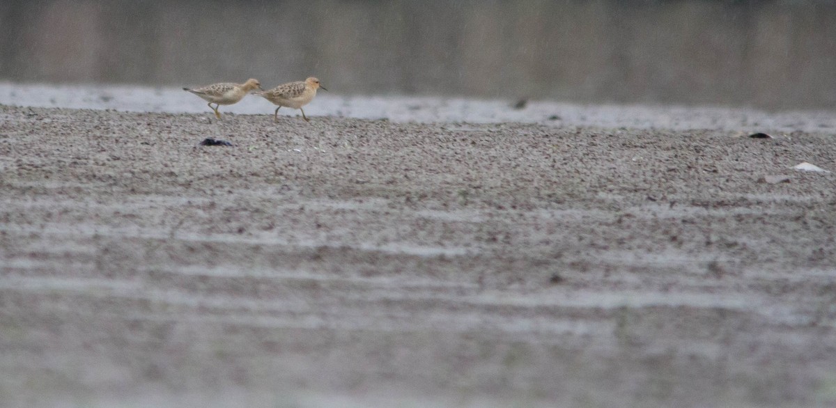 Buff-breasted Sandpiper - ML624175717