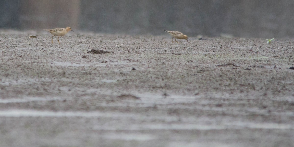 Buff-breasted Sandpiper - ML624175719