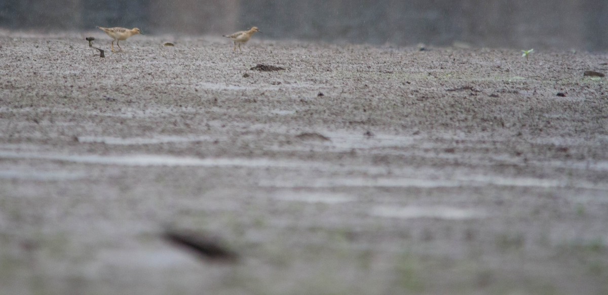 Buff-breasted Sandpiper - ML624175720