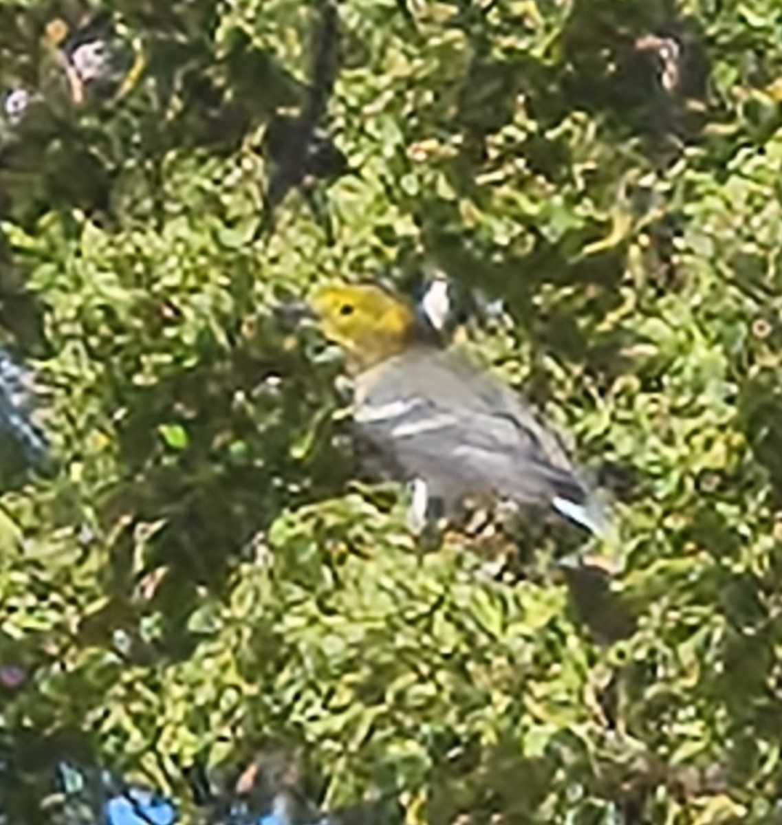 Hermit Warbler - david bell