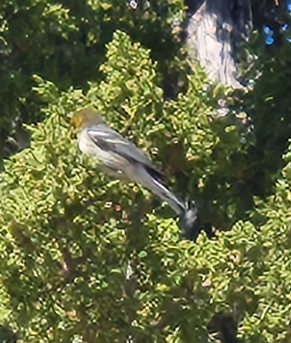 Hermit Warbler - ML624175725