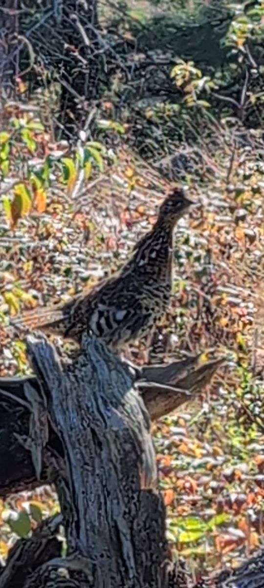 Ruffed Grouse - ML624175795