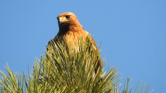 Red-tailed Hawk - ML624175796