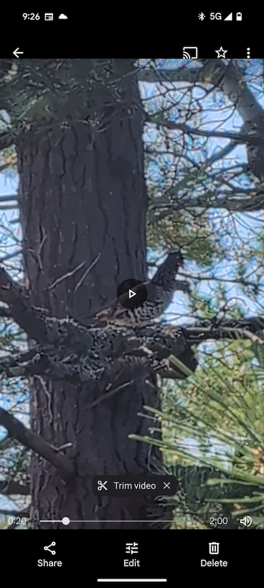 Ruffed Grouse - ML624175809