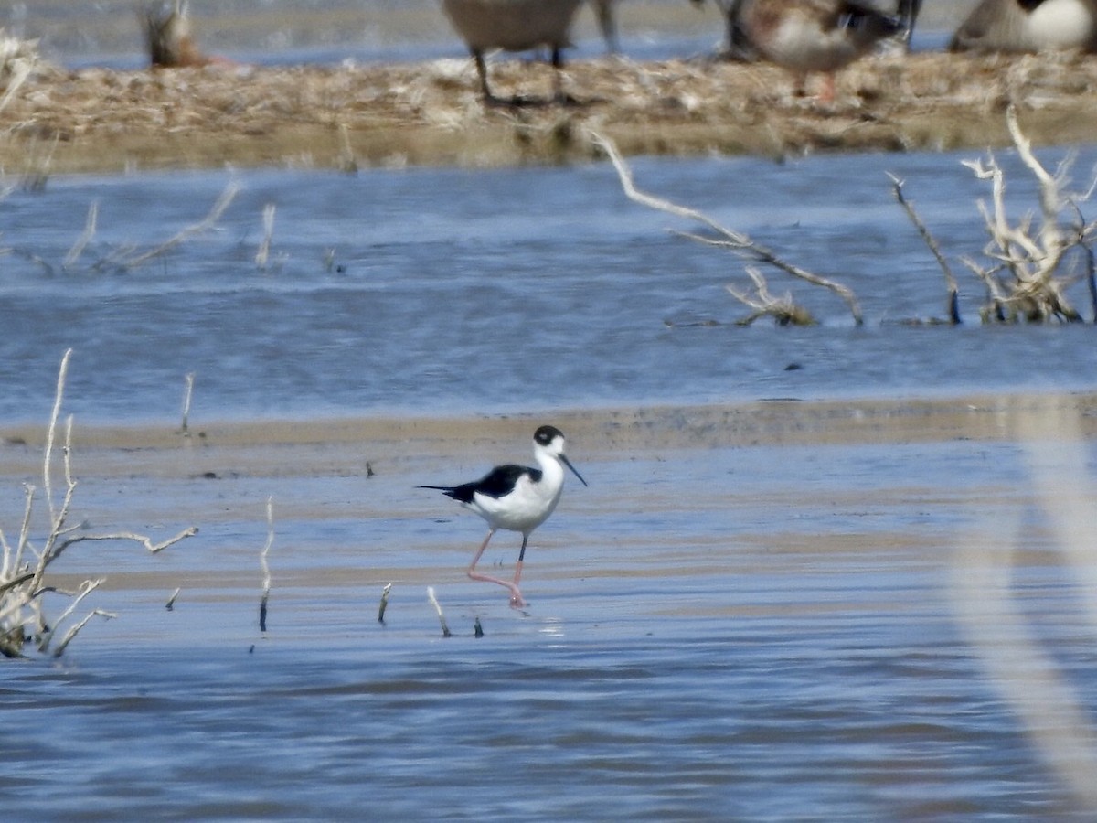 Black-necked Stilt - ML624175819