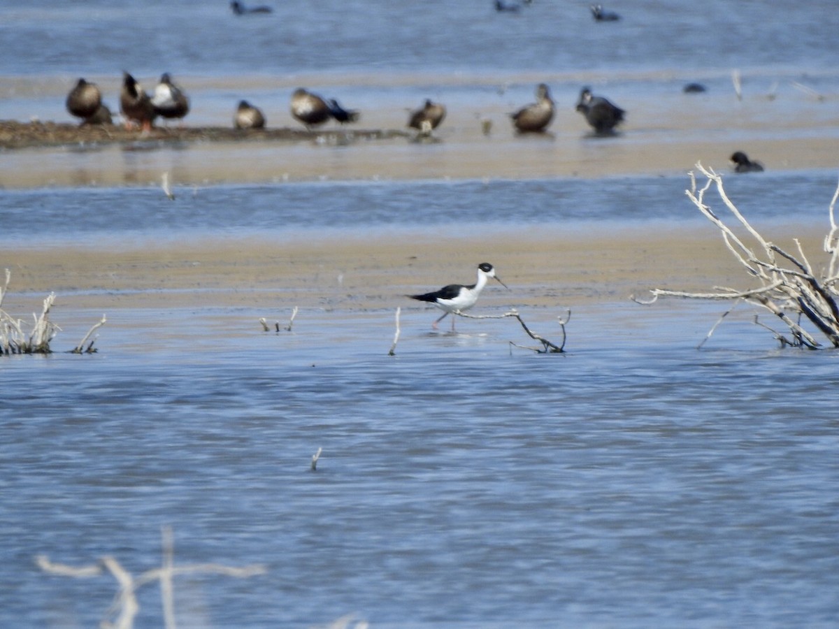 Black-necked Stilt - ML624175820