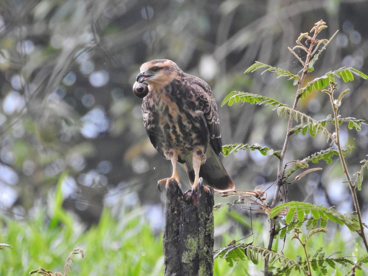 Snail Kite - ML624175835