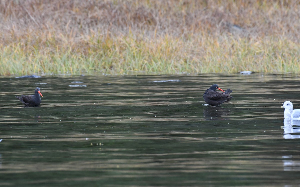 Black Oystercatcher - ML624175842