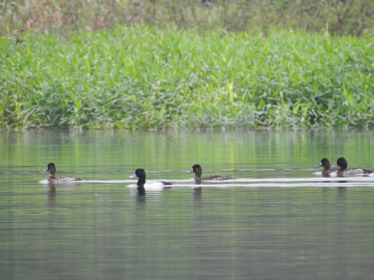 Lesser Scaup - ML624175845