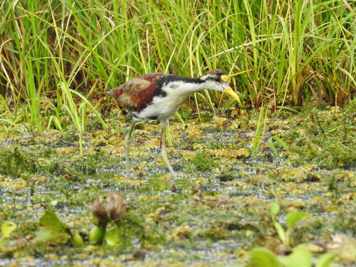 Northern Jacana - ML624175851