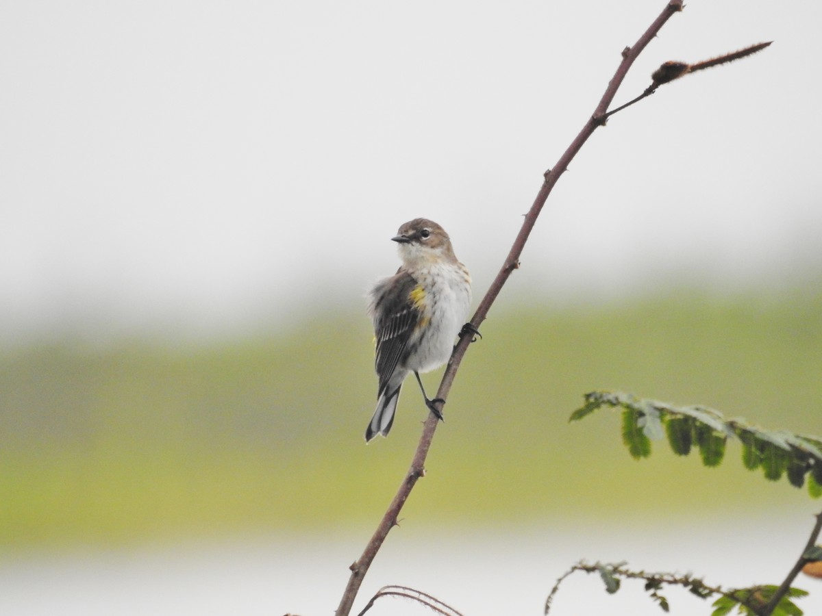 Yellow-rumped Warbler (Myrtle) - ML624175852