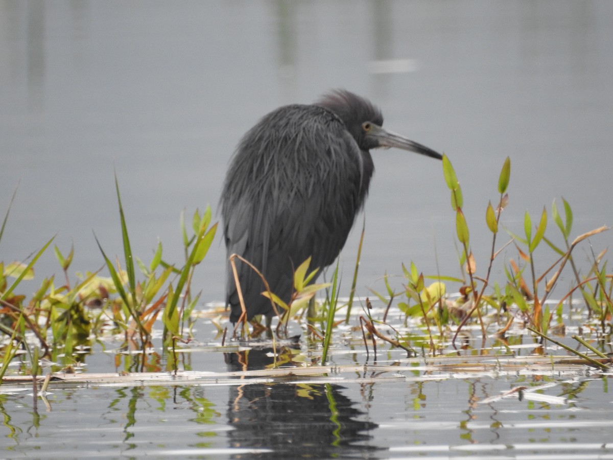 Little Blue Heron - ML624175854