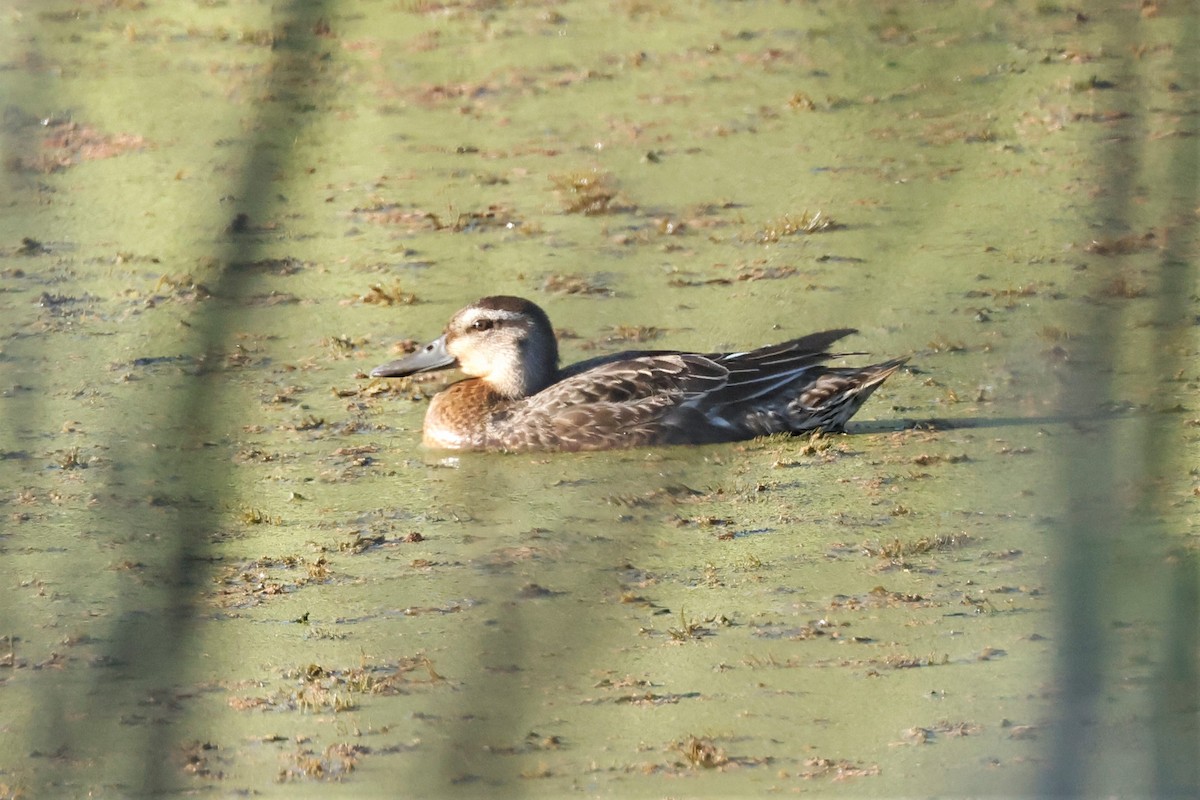 Garganey - ML624175859