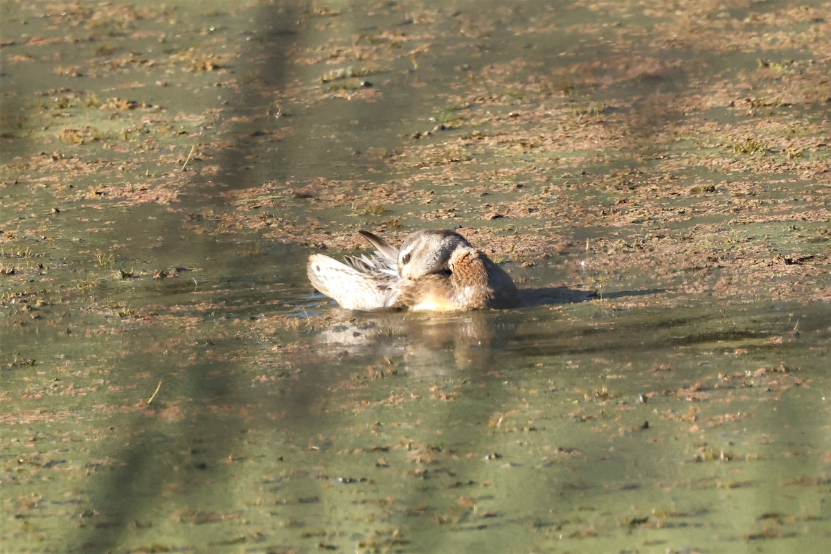 Garganey - ML624175860