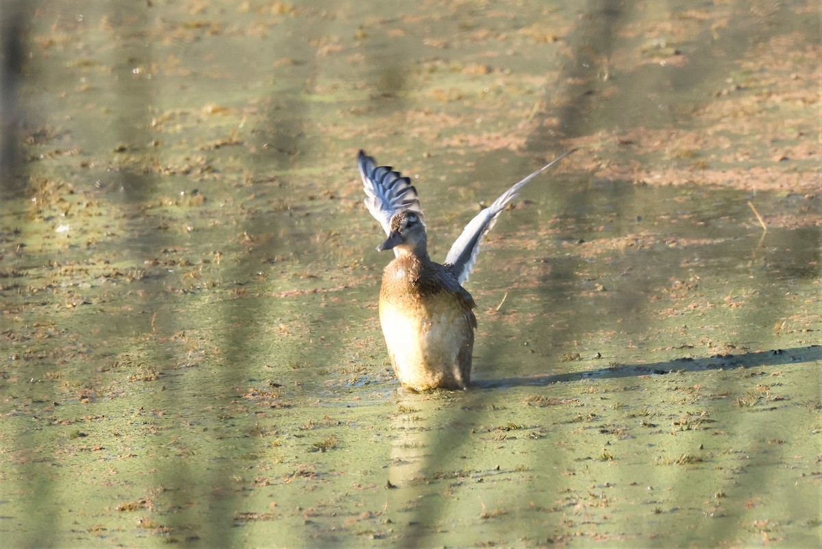 Garganey - ML624175865