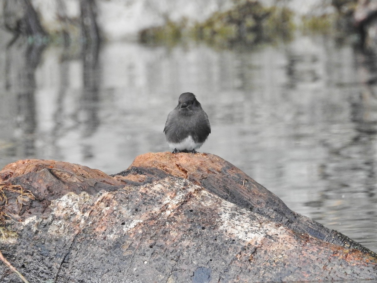 Black Vulture - ML624175866