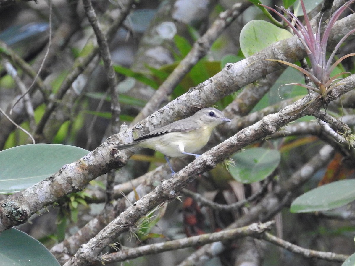 Philadelphia Vireo - ML624175867