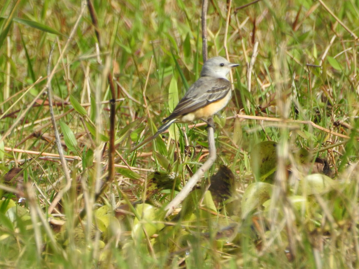 Scissor-tailed Flycatcher - ML624175868