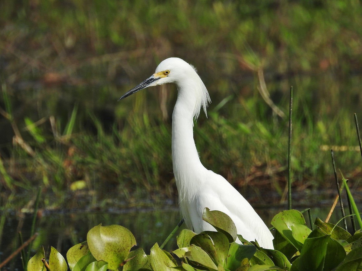 Snowy Egret - ML624175869