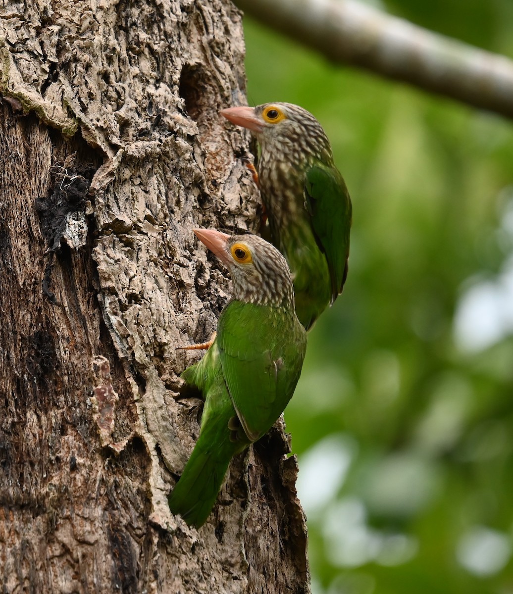 Lineated Barbet - ML624175870