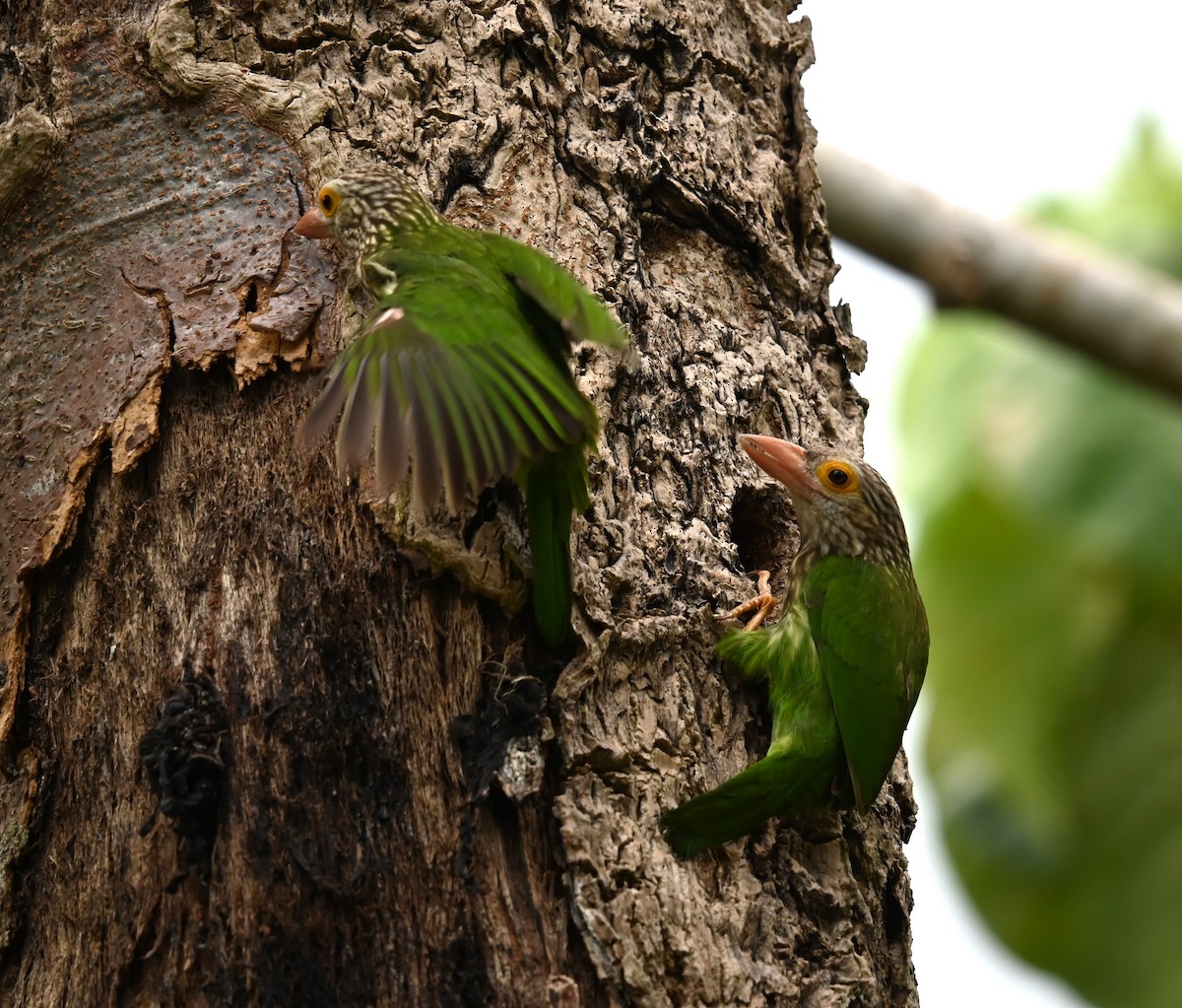 Lineated Barbet - ML624175871