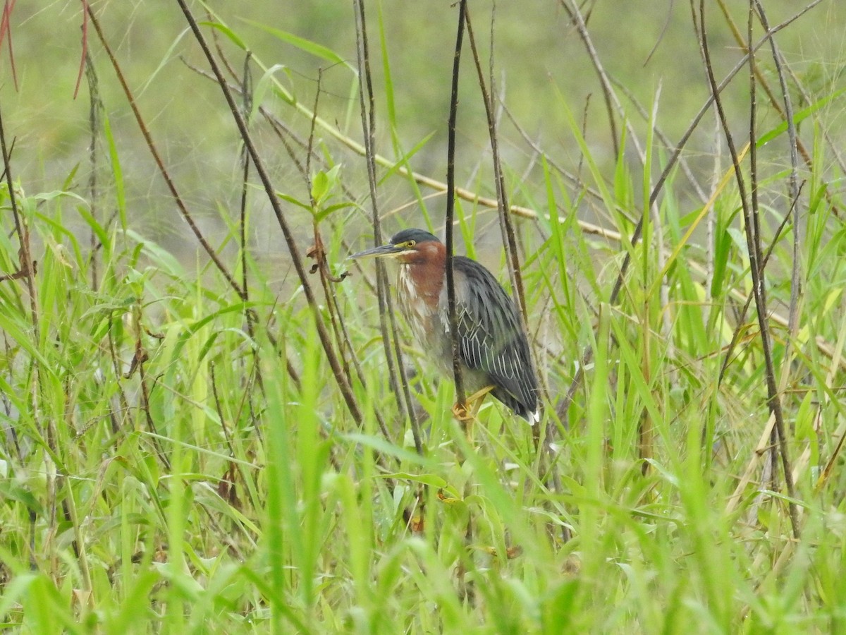 Green Heron - ML624175874