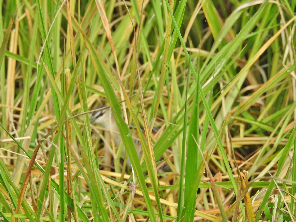 Yellow-breasted Crake - ML624175875