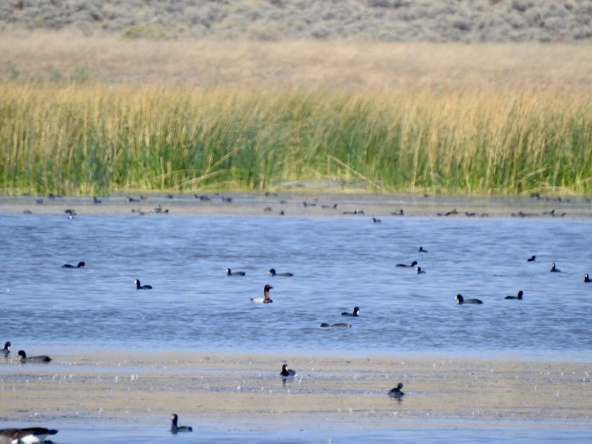 Canvasback - ML624175876