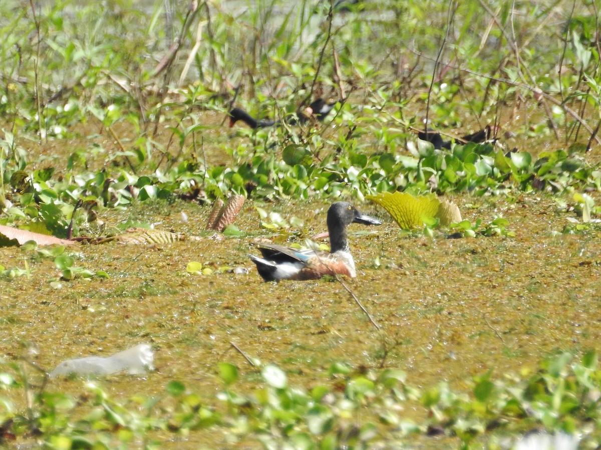 Northern Shoveler - ML624175879