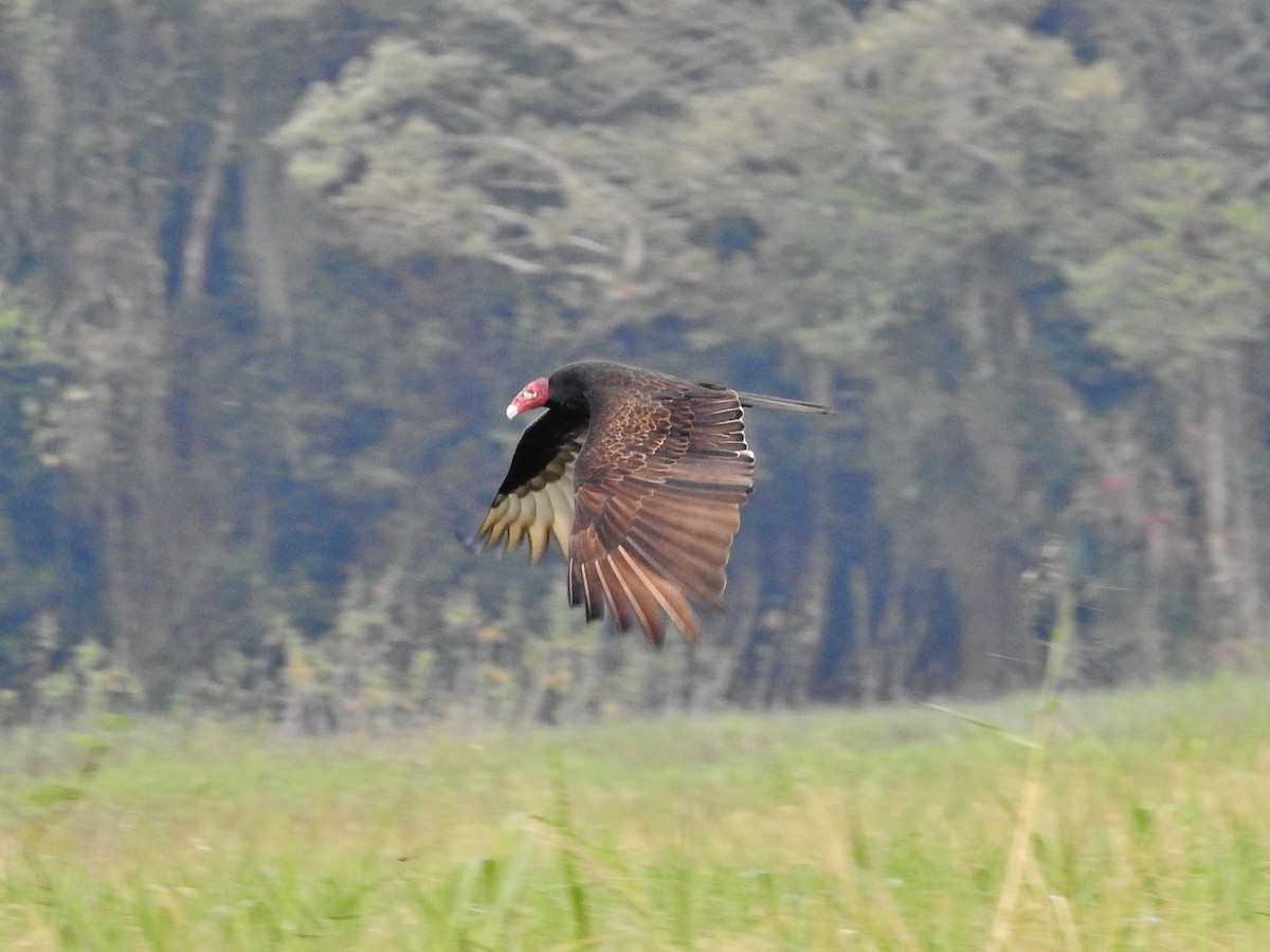 Turkey Vulture - ML624175883