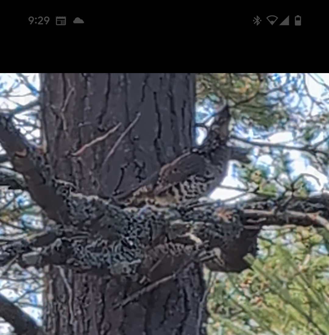 Ruffed Grouse - ML624175884