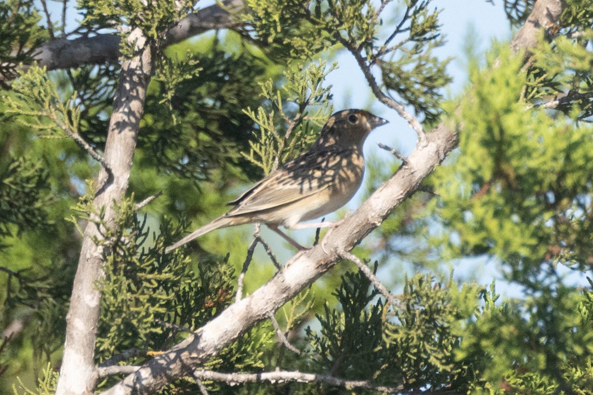 Grasshopper Sparrow - ML624175893