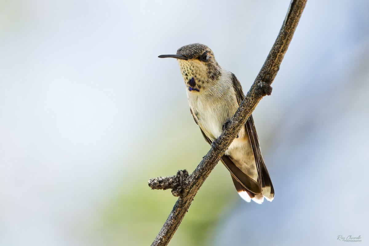 Colibri à gorge noire - ML624175901