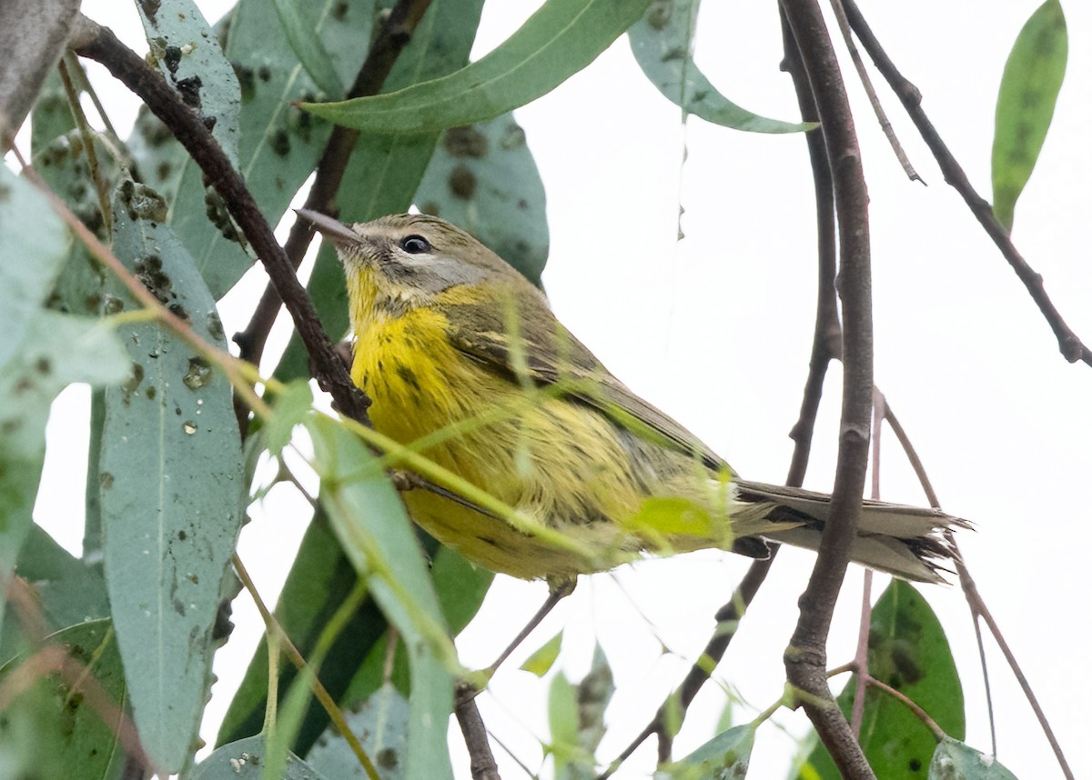Prairie Warbler - ML624175905