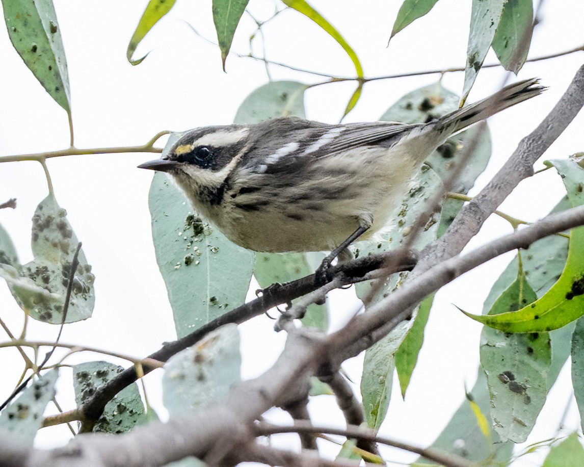 Black-throated Gray Warbler - ML624175926