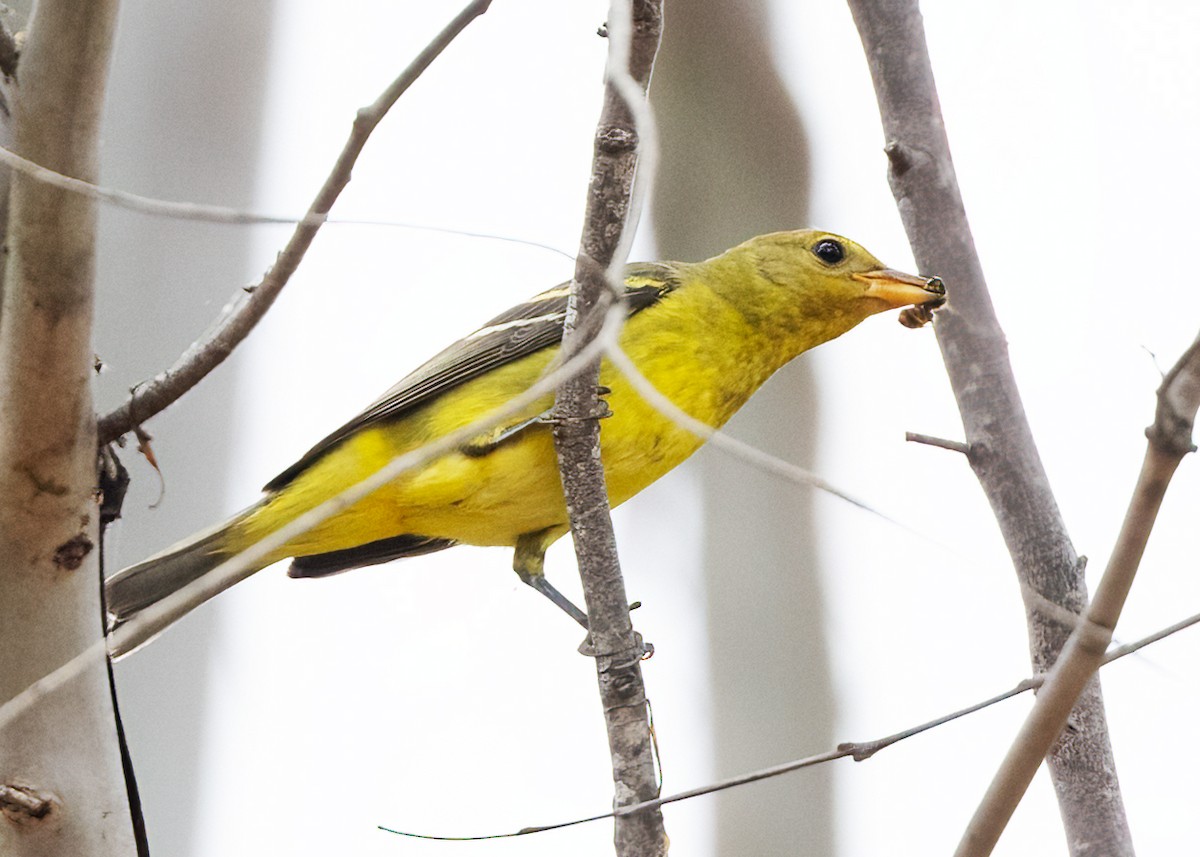 Western Tanager - ML624175935