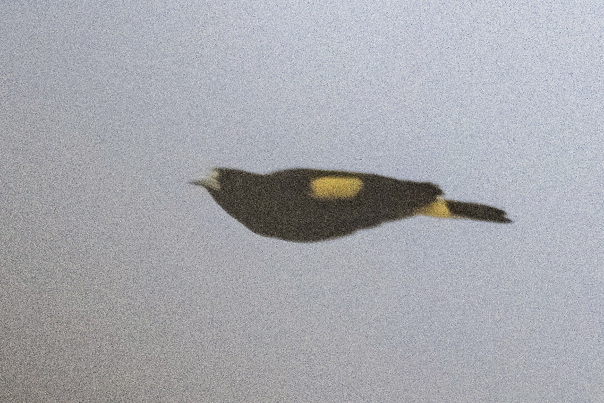 Yellow-rumped Cacique (Amazonian) - ML624175937