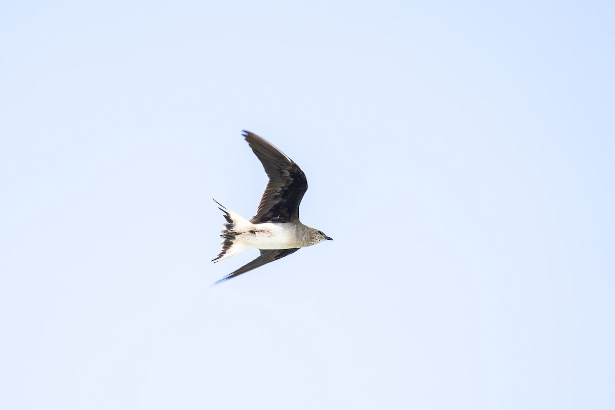 Black-winged Pratincole - ML624175955