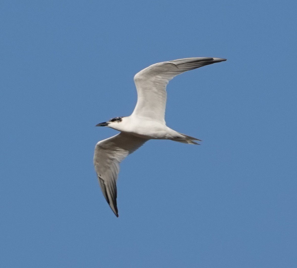 Australian Tern - ML624175956